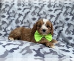 Small #3 Cavapoo (Miniature)