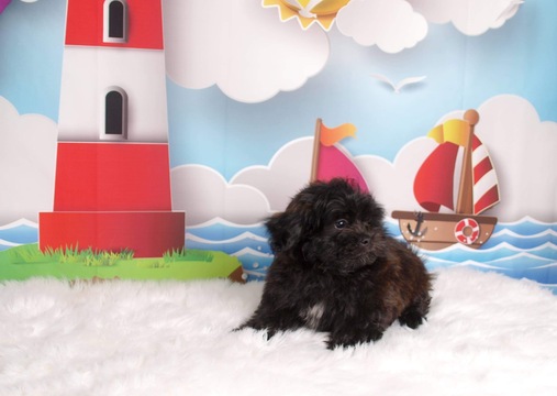 Medium Photo #3 Zuchon Puppy For Sale in CHICO, CA, USA