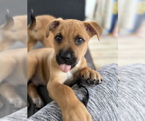 Labrador Retriever-Mountain Cur Mix Dogs for adoption in Royal Palm Beach, FL, USA