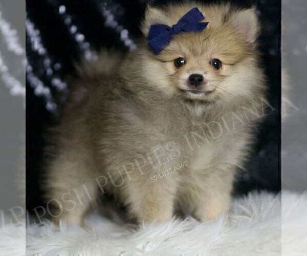 Medium Photo #3 Pomeranian Puppy For Sale in WARSAW, IN, USA