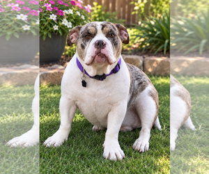Bulldog Dogs for adoption in Menifee, CA, USA
