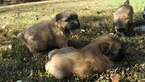Small Photo #4 Soft Coated Wheaten Terrier Puppy For Sale in THOMASVILLE, NC, USA