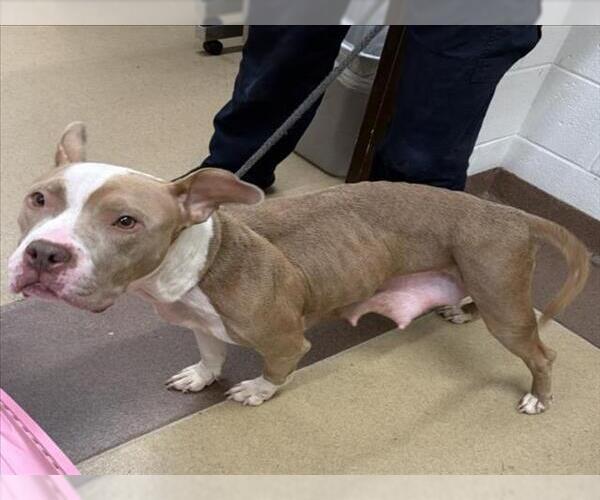 Medium Photo #1 American Pit Bull Terrier Puppy For Sale in Derwood, MD, USA