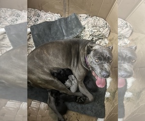 Mother of the Cane Corso puppies born on 04/06/2023
