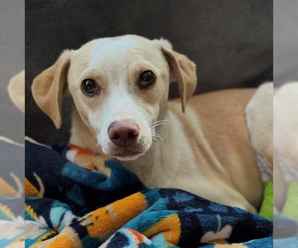 Medium Photo #2 Unknown-Whippet Mix Puppy For Sale in San Diego, CA, USA