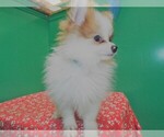 Small Photo #6 Pomeranian Puppy For Sale in PATERSON, NJ, USA