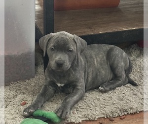 Cane Corso Puppy for sale in FRANKLIN PARK, IL, USA