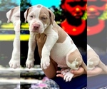 Small #1 American Bully