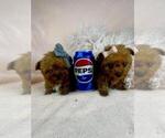 Small #19 Poodle (Toy)