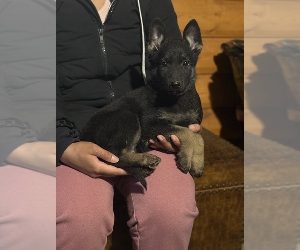 Medium Photo #1 German Shepherd Dog Puppy For Sale in SUMPTER TWP, MI, USA