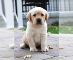 Small Photo #13 Labrador Retriever Puppy For Sale in SYRACUSE, IN, USA