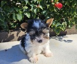 Small Photo #5 Biewer Yorkie Puppy For Sale in SARASOTA, FL, USA