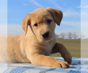 Labrador Retriever Puppy for sale in HAGERSTOWN, MD, USA