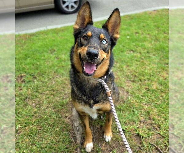 Medium Photo #1 Gerberian Shepsky Puppy For Sale in Long Beach, CA, USA