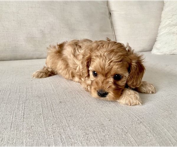 Medium Photo #4 Cavapoo Puppy For Sale in GRESHAM, OR, USA