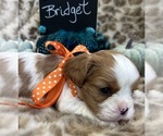 Image preview for Ad Listing. Nickname: BRIDGET