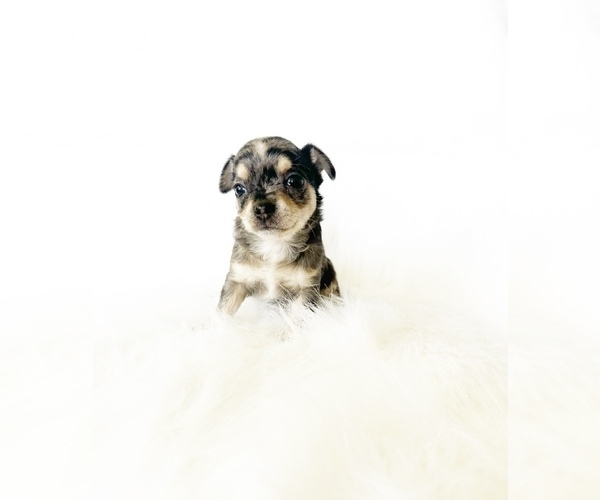 Medium Photo #1 Chihuahua Puppy For Sale in SACRAMENTO, CA, USA