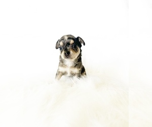 Medium Chihuahua