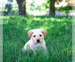 Small #3 Great Pyrenees Mix