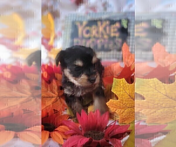 Medium Photo #9 Yorkshire Terrier Puppy For Sale in AKRON, OH, USA