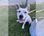 Small #6 American Pit Bull Terrier Mix