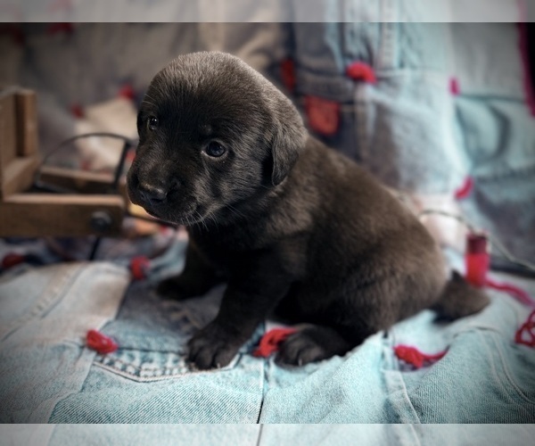 Medium Photo #5 Labrador Retriever Puppy For Sale in RUTHERFORDTON, NC, USA