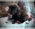 Litter of 8 - Male(s) and Female(s) Labrador RetrieverLitter of Puppies for Sale - Photo #5