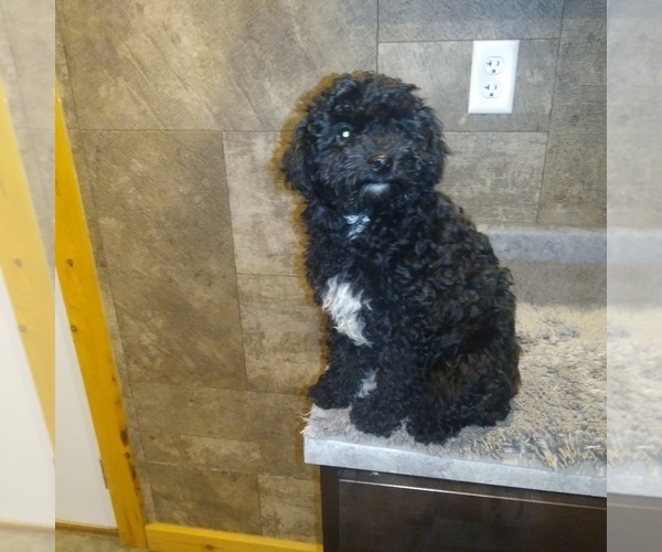 Medium Photo #6 Poodle (Toy) Puppy For Sale in MILFORD, IN, USA