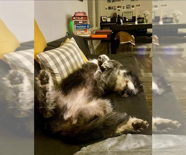 Medium Photo #4 Old English Sheepdog-Unknown Mix Puppy For Sale in Elk Grove, CA, USA