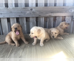Golden Retriever Puppy for sale in SAINT LOUIS, MI, USA
