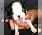 Small Boston Terrier