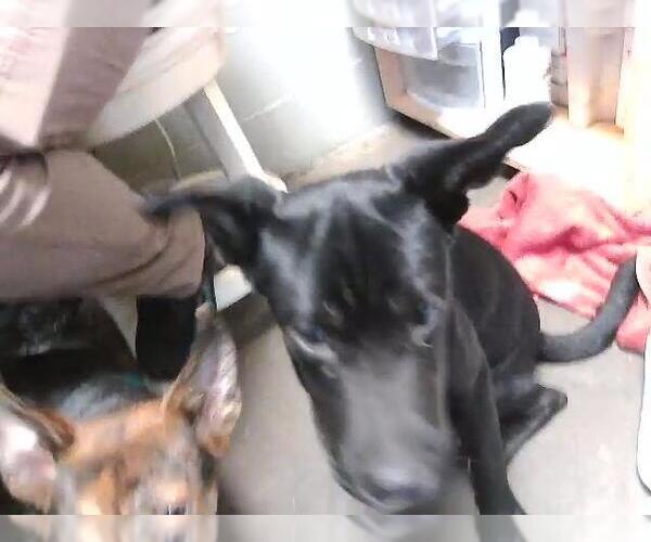 Medium Photo #1 Mutt Puppy For Sale in Tulsa, OK, USA