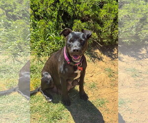 Marilynn - Female Labrador Retriever-Unknown Mix Dog for Adoption - Photo #5