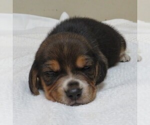 Beagle Puppy for Sale in MORRILL, Kansas USA