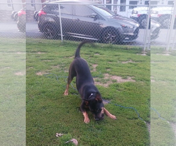Medium Photo #4 Shepweiller Puppy For Sale in Mechanicsburg, PA, USA