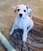 Small Photo #20 Dalmatian Puppy For Sale in ASHEBORO, NC, USA
