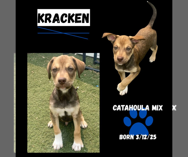 Medium Photo #4 Catahoula Leopard Dog Puppy For Sale in GILBERTS, IL, USA