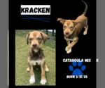 Small #3 Catahoula Leopard Dog
