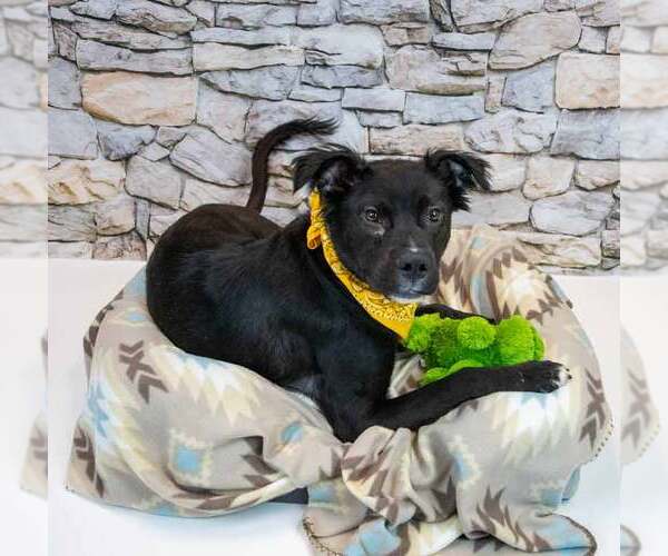 Medium Photo #4 Bulldog-Retriever  Mix Puppy For Sale in Kennesaw, GA, USA