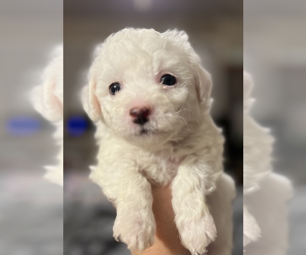 Full screen Photo #1 Bichon Frise Puppy For Sale in TUSCALOOSA, AL, USA