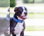 Small #5 American Pit Bull Terrier-Labrador Retriever Mix