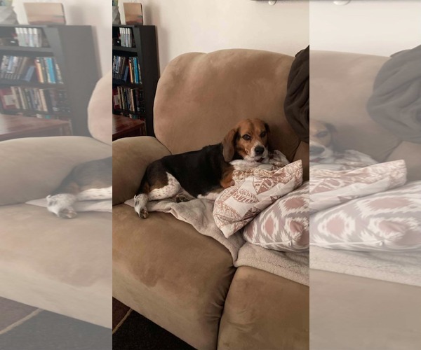Medium Photo #2 Beagle Puppy For Sale in Clinton , MI, USA