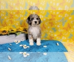 Small Photo #16 Bernedoodle-Poodle (Toy) Mix Puppy For Sale in BLACK FOREST, CO, USA