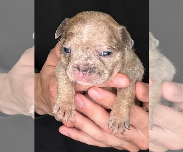 Medium Photo #1 French Bulldog Puppy For Sale in CHICAGO, IL, USA