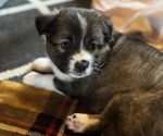 Puppy Gizmo Australian Shepherd-Miniature Australian Shepherd Mix