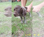 Small Photo #4 German Shorthaired Pointer Puppy For Sale in FORT WHITE, FL, USA