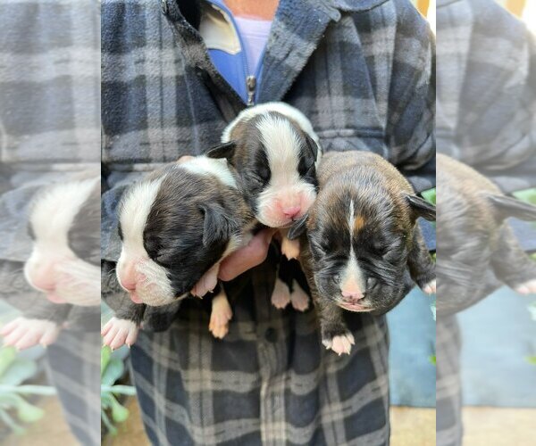 Medium Photo #5 Boxer Puppy For Sale in HINSDALE, MA, USA