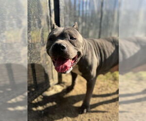 Mutt Dogs for adoption in Riverside, CA, USA