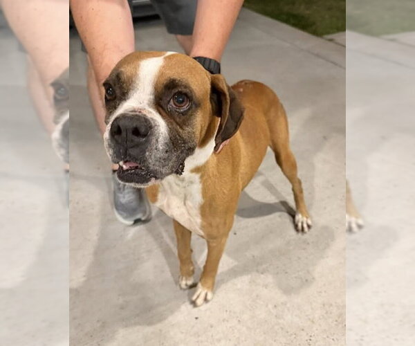 Medium Photo #1 Boxer Puppy For Sale in Dumont, NJ, USA