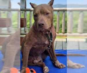 Mutt Dogs for adoption in Hillsboro, NH, USA